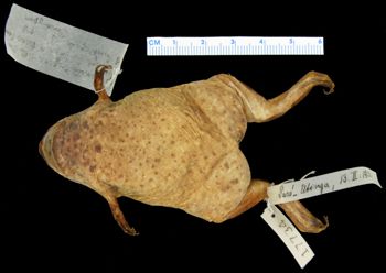 Media type: image; Herpetology A-17734